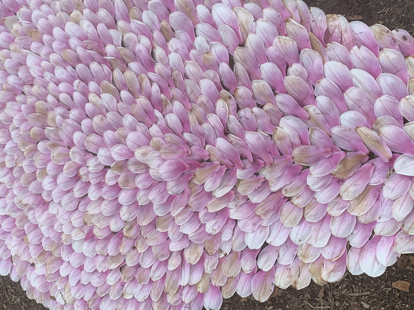 Greengold - Ephemeral Landscape Magnolia Petals Close-up